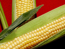Kukurydza – roślina przyszłości?